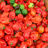 Hot Pepper / Scotch Bonnet